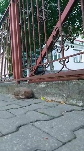 Evening stroll around a Brest hotel, hedgehog included