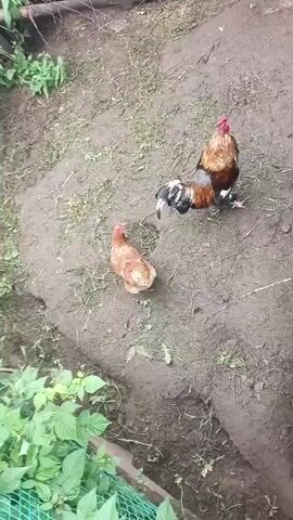 Two chickens are on the ground. The chicken on the right is a rooster with red comb and wattle. It has a dark, black, white, and brown tail. The chicken on the left is a hen, brown in color, with its head down as if pecking at the ground. The ground is dirt and patches of grass. Green plants are visible in the lower left corner of the frame, and a green mesh fence is also visible there.