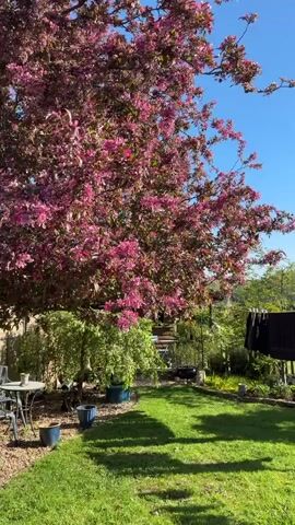 The video shows a garden with a large tree covered in pink blossoms. A green lawn is visible in the foreground, with shadows from the tree falling across it. There is a small round table and chairs in the corner of the garden. Several potted plants are also visible. In the background, a clothesline with dark clothes hanging on it is visible. The sky is blue and clear.