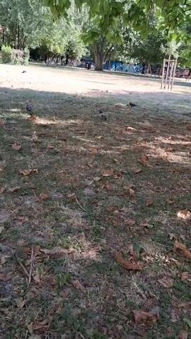 A video shows a park scene on a sunny day. Several pigeons are scattered across a grassy lawn littered with fallen leaves. In the background, trees provide shade, and further back, playground equipment and buildings can be seen. The camera perspective is low, looking across the grass towards the trees and playground.