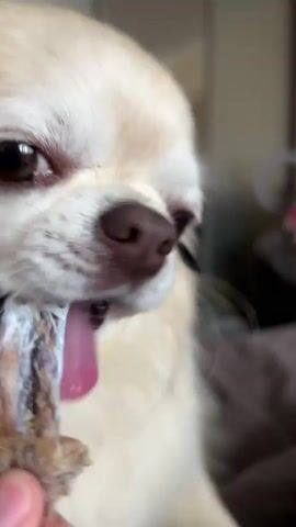 A close-up video shows a small, light-colored dog with dark eyes and a dark nose eating a small bone. The dog's tongue is visible as it licks and chews the bone, which is held in a person's hand. The background is blurred but appears to be indoors with a wall and possibly furniture. The lighting is bright.