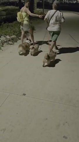 Two people, a younger woman wearing a yellow backpack and a woman wearing a white shirt and green shorts, walk along a paved path at dusk, each with three small dogs on leashes. The dogs are walking in front of the people. The path appears to be made of concrete. To the left of the path is a grassy area with some vegetation. To the right is a darker area with what appears to be a pole or light fixture casting a shadow. The lighting suggests it is either early morning or late evening.