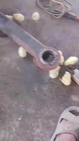 A group of small, yellow chicks are scattered on a dusty, concrete floor. The chicks appear to be pecking at the ground. In the background, a large, dark metal object, possibly machinery or equipment, is visible. The lighting suggests an indoor or shaded outdoor environment. A pair of dark pants and shoes are briefly visible in the upper right corner of the frame, indicating a person's presence, though their actions are not clearly discernible. The scene is static with no significant movement apart from the chicks' activity.