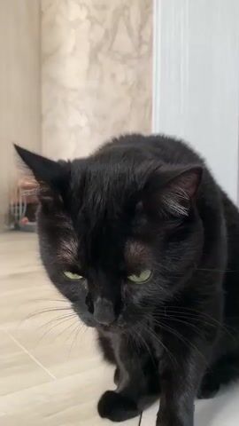 A black cat is grooming itself by licking its paw. The cat is sitting on a light-colored tiled floor. In the background, there is a beige and grey pet carrier with a white wire door. There is also a wall with a patterned wallpaper and a white door frame visible.