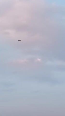 The video shows a bird flying in a sky with scattered clouds. The bird is dark and appears to be a seagull. The clouds are white and pink, indicating it may be sunrise or sunset. The bird is in flight, with its wings spread. The camera is pointed upwards, capturing the bird against the sky.