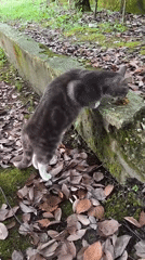 Cats and coastline along Sochi's Black Sea pebble beach