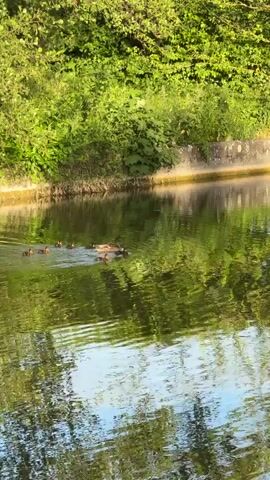 A mother duck and her ducklings swim in a calm body of water. The ducklings are following closely behind their mother in a line. The water reflects the surrounding green foliage and a concrete embankment. The lighting suggests it is daytime, possibly late afternoon or early morning, due to the warm, soft light.