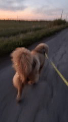 Child plays with dogs on rural Russian paths