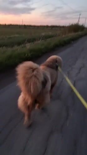 Child plays with dogs on rural Russian paths