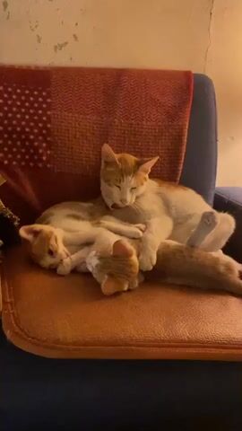 Three ginger cats are nestled together on the leather seat of a blue upholstered chair. A red patterned blanket hangs over the back of the chair. The cat on top, mostly white with orange markings, is licking its paw. The other two cats are sleeping peacefully, entwined with each other. The room is illuminated by a warm light.