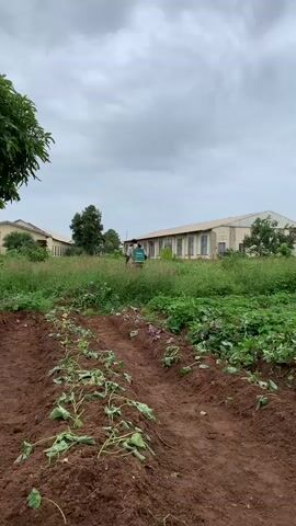 A person is seen in the distance walking through a field of green grass and plants, carrying a green backpack sprayer. The field has rows of brown soil with young plants growing in them. In the background, there are two long, tan buildings with numerous windows. The sky is cloudy and gray.