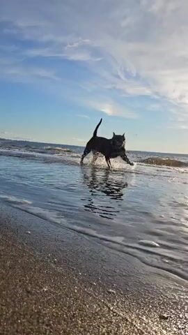The video shows a dark-colored dog, possibly a pit bull, running through shallow water at the edge of a beach. The dog is splashing water as it moves, and its body is mostly submerged in the water. The sun is shining brightly in the sky, creating reflections on the water. In one shot, a person wearing glasses, a dark jacket, and jeans is visible in the water behind the dog. The waves are gentle, and the sky is blue with some wispy clouds. The camera angle is low, close to the water's surface, giving a dynamic perspective of the dog's movement.