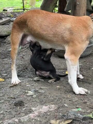 A mother dog is seen nursing a black puppy outdoors on a dirt ground. The mother dog is light brown and white, while the puppy is black with some brown markings. The environment appears to be a yard with scattered debris. The mother dog is standing with her rear end partially blocking the view of the puppy who is on its knees underneath her.