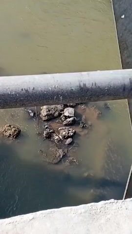 The video shows a murky body of water with rocks and debris. A metal pipe is visible in the foreground. The camera pans to reveal the environment, which includes dense green vegetation and some structures. There are no people or animals visible in the footage.