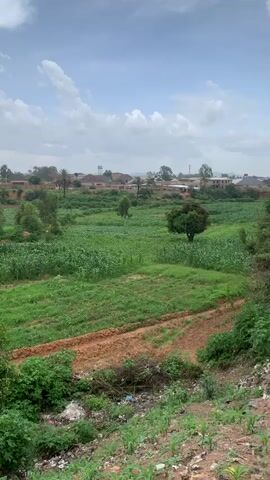The video presents a static shot of a lush green field under a partially cloudy sky. In the foreground, dense vegetation, including leafy bushes and small plants, lines the lower edge of the frame, interspersed with some scattered litter. Beyond this, a dirt path cuts through the verdant landscape, leading to a field planted with rows of crops, possibly corn, which stretch towards the middle ground. Several trees are scattered throughout the field, with buildings and what appears to be a water tower visible in the distant background, marking a small town or settlement. The scene evokes a sense of rural tranquility despite the evidence of human habitation.