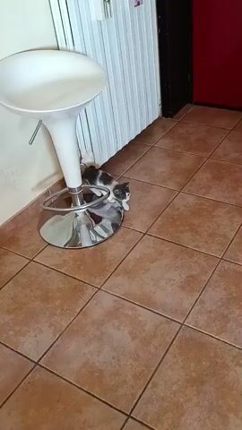 A calico kitten is briefly visible near the base of a white bar stool with a chrome footrest. A black cat is then seen standing on a tiled floor, facing away from the camera and towards a red door. The black cat turns its head to look at the camera. The calico kitten walks away from the bar stool. The black cat walks towards the camera. The scene appears to be an indoor hallway with tiled flooring and light-colored walls.