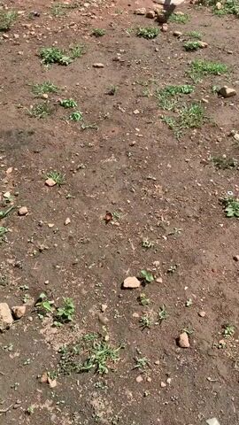 The video shows an overhead view of a dirt ground with scattered small rocks and sparse green vegetation. In the center of the frame, an orange butterfly is visible. The camera appears to be handheld and moves slightly, causing a subtle shake in the footage.