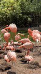 Flamingos observed at zoo facility in San Pedro Zacachimalpa
