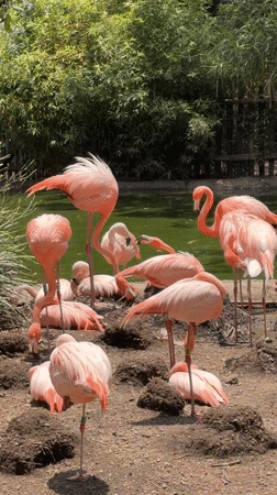 Flamingos observed at zoo facility in San Pedro Zacachimalpa