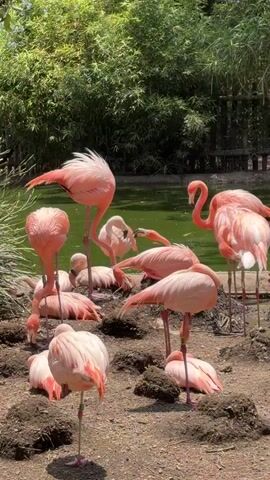 The video shows a group of pink flamingos in a zoo-like setting. Some of the flamingos are standing, while others are sitting or lying down in the dirt. There is a green pond in the background, and trees surround the area. Two flamingos are interacting with their necks intertwined. The sound of the flamingos can be heard in the background.