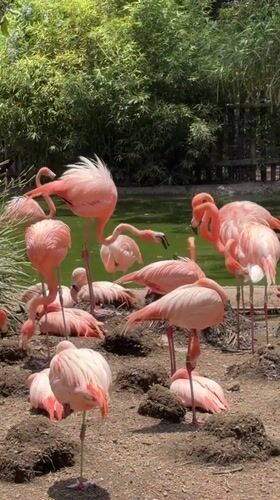 Flamingos observed at zoo facility in San Pedro Zacachimalpa