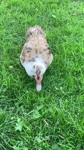 This media file shows a close-up, top-down view of a duck in a grassy area. The duck has brown and white feathers and a red beak. It appears to be foraging in the grass. The grass is green and appears to be well-watered, suggesting a possible time of day where there has been recent rain or dew. The scene is outdoors, with no other subjects or objects clearly visible besides the duck and the grass. The activity is simple and natural: the duck is eating. The lighting suggests it could be daytime, but the exact time of day is not clear. There is no visible text in the media file. The location context provided is Luh, Ukraine. There are no discernible emotional cues from the duck.