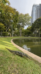 Monitor lizards roam a Bangkok park pond, unbothered