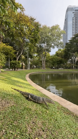 Monitor lizards roam a Bangkok park pond, unbothered