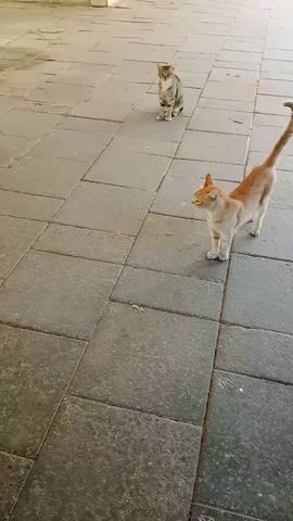 The video begins with two cats on a tiled floor. One is an orange tabby, facing away from the camera and slightly to the left. The other is a tabby and white cat, sitting facing the camera in the distance. The scene transitions to a wooden floor with a kitten running across it. The video then shows a wider view of an outdoor area with several cats. A black and white cat is lying down. A tabby and white cat is sitting. Another cat, partially visible, appears to be white. The video continues to show the outdoor area with cats. A white cat walks from the left of the frame towards the center. A black cat is visible in the distance. A black and white cat is lying down. The video ends showing the outdoor area. A white cat walks from the left. A black cat is visible in the distance. A black and white cat is lying down.