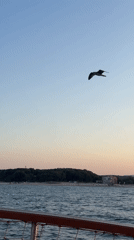 Seagull over choppy Black Sea water at Kiten sunset