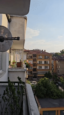 Plovdiv resident captures quiet domestic moments, wildlife, pets