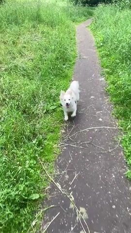 A small, light-colored dog with tan markings is walking along a paved path. The dog is wearing a purple harness. The path is surrounded by lush green grass and some fallen twigs and leaves. The scene appears to be outdoors, possibly in a park or a nature trail, given the abundant vegetation. The lighting suggests it is daytime, with overcast or diffused light, making it difficult to determine the exact time of day or weather conditions, though the green grass indicates it's likely not winter. The dog's posture and the way it is sniffing the ground suggest curiosity and exploration, typical of a dog on a walk. The camera perspective is from a slightly elevated angle, following the dog. No text is visible in the media file. The context provided places this scene in Borovichi, Russia.