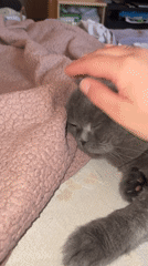 Person plays with sleeping cat using handmade clay figurine