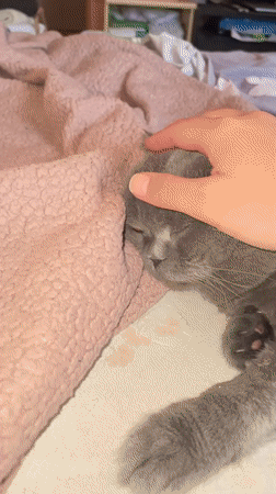 Person plays with sleeping cat using handmade clay figurine