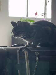 Tabby cat grooming itself indoors in Mexico City