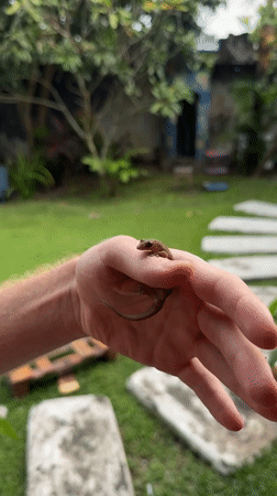 Person handles small brown lizard in Mengwi yard