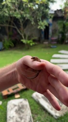 Person handles small brown lizard in Mengwi yard