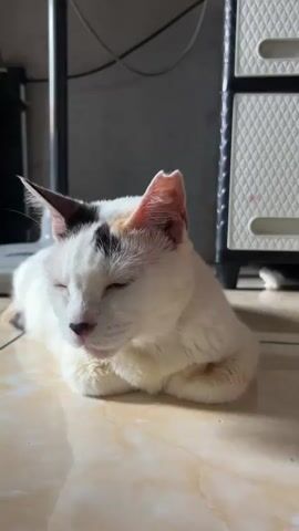 A white cat with black and orange markings is lying down with its eyes closed on a tiled floor. The cat is facing forward and its paws are tucked underneath its body. In the background, there is a white fan and a set of drawers. The cat's left ear appears to be slightly torn. The cat briefly opens its eyes and sticks out its tongue.