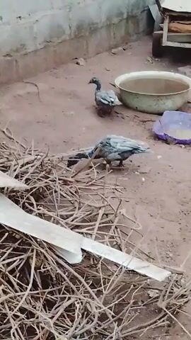 The scene captures two ducks in an outdoor environment. The ducks are grey and white with black heads and are moving on a dirt surface. In the background, there's a white wall, a metal basin filled with water, a purple plastic container, and a small wooden cart. In the foreground, there is a pile of dry sticks and white boards. The video focuses on the ducks as they wander around the outdoor area.