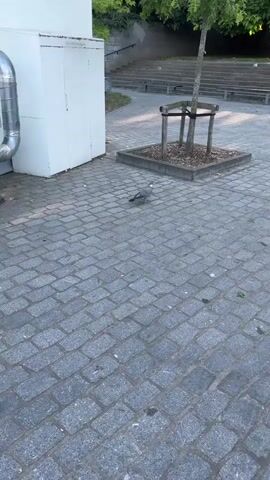 The video shows a pigeon walking on a cobblestone path. In the background, there is a tree planted in a square planter, a white building, and stairs leading up to a grassy area. The pigeon is gray with some white and black markings. It appears to be foraging for food. The lighting suggests it is daytime, possibly morning or late afternoon due to the angle of the shadows. There are no other people visible in the frame.