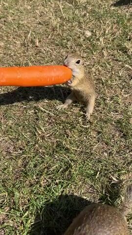 A ground squirrel is standing on its hind legs in a grassy area, holding a large orange carrot in its front paws and biting into it. The squirrel is positioned to the right of the carrot, which extends to the left edge of the frame. The background is blurry grass with some shadows. The lighting suggests it is daytime, possibly sunny.
