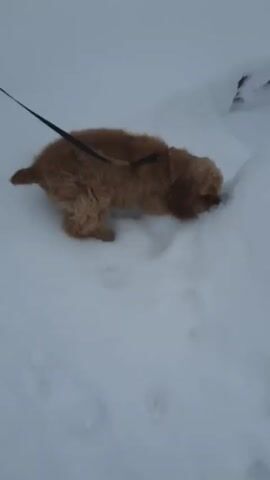 A small, golden-brown dog is walking in the snow on a leash, led by a person whose lower legs and feet are visible. The dog is leaving paw prints in the snow. The background shows a bank of snow. The scene appears to be outdoors.