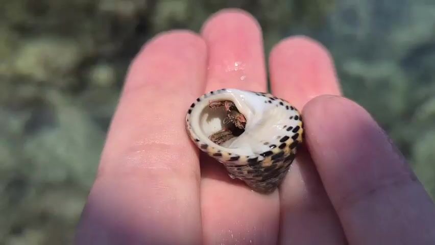 The video shows a close-up of a hand holding a hermit crab in its shell. The hermit crab is small and has visible legs and antennae emerging from the opening of the shell. The shell is patterned with black spots on a white background and has a pointed spiral shape. The hand appears to be resting on a surface, possibly the edge of a body of water, with blurry green and brown shapes in the background suggesting a natural setting like a shallow reef or shoreline. The lighting suggests it is daytime, likely outdoors. The focus is sharp on the hermit crab and the shell, with the background being out of focus. The video is static, with no movement or change in perspective. There is no visible text in the video. The context provided indicates the location is Leporano, Italy, suggesting the scene is likely a beach or coastal area in that region.