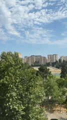 Loquat tree in fruit, Baku neighborhood in the background
