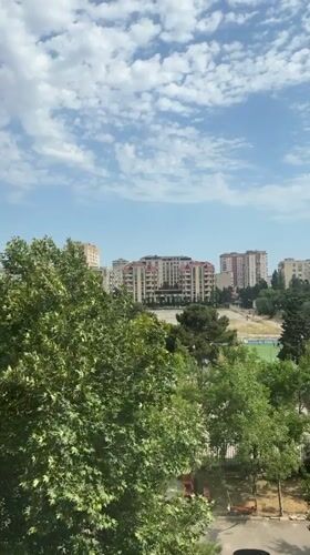 Loquat tree in fruit, Baku neighborhood in the background