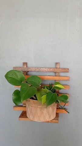 A video shows two plants hanging on a wall. One plant is in the foreground on the left, in a woven pot. It has large green leaves and some yellowing. The second plant is in the background on the right. It is in a white pot and has smaller, silver-striped green leaves that hang down. Both plants are on wooden slat wall hangers. The wall is painted a light gray.