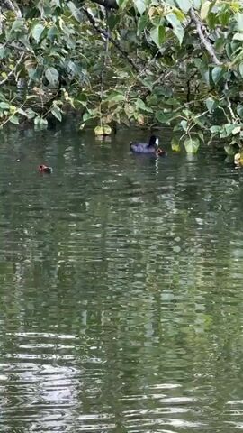 A dark bird, possibly an American Coot, swims in a body of water. It is accompanied by two small, reddish-orange chicks. The bird is positioned slightly to the right of the center of the frame, while the chicks are to the left and to the right of the bird. The water is murky green and reflects the surrounding foliage. Trees with green leaves overhang the water from the top of the frame. There is a faint "X" visible in the upper right quadrant of the frame, possibly a watermark or an artifact. The scene appears to be a natural outdoor environment.