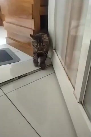 A fluffy brown tabby cat with green eyes walks into a room. The cat walks on a tiled floor and approaches a wooden cabinet. The cat stops at the entrance to the cabinet and looks around. The cat then walks forward and enters the cabinet. The cat is moving from left to right in the frame.