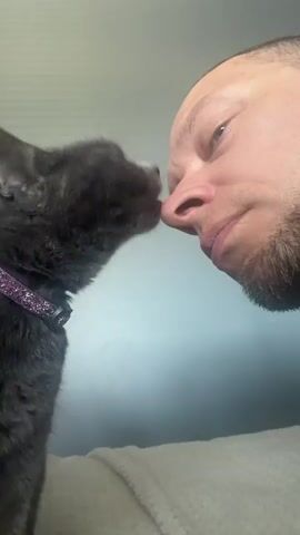 The video shows a close-up of a man and a cat with their noses touching. The man has fair skin, a short beard, and his eyes are looking downward or closed. The cat is mostly gray, with a purple sparkly collar. The cat's nose is pressed against the man's nose. They are on a light-colored surface, possibly a blanket or bed. The background is a plain light blue or white wall.