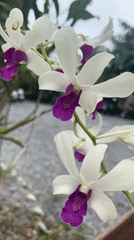 Morning nature documentation captures blooming flowers and bees in Thailand
